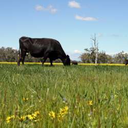 Dairy Beef Alliance DBA