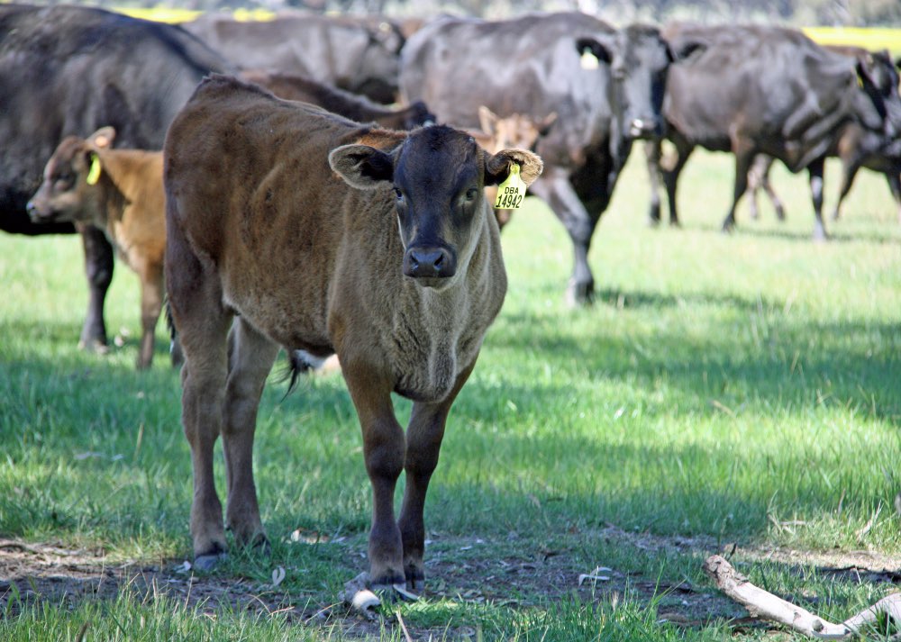 Australian Black Cattle Australian Black Cattle