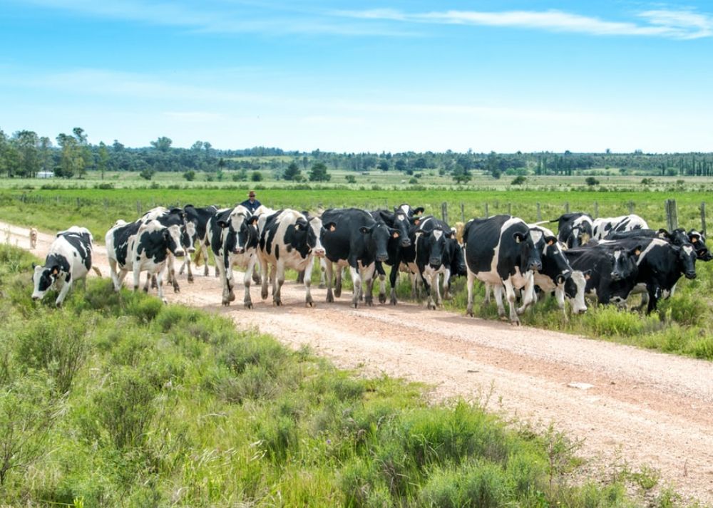 Australian Black cattle