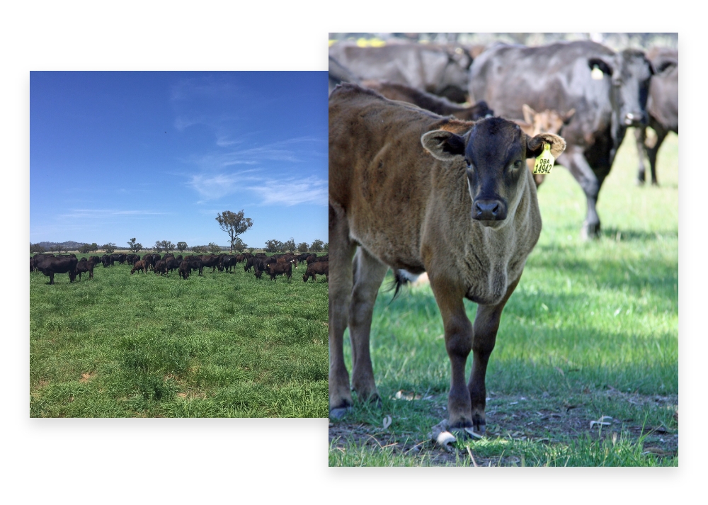 Dairy Beef Alliance Supplier of Farm Genetics Premium Beef Producers