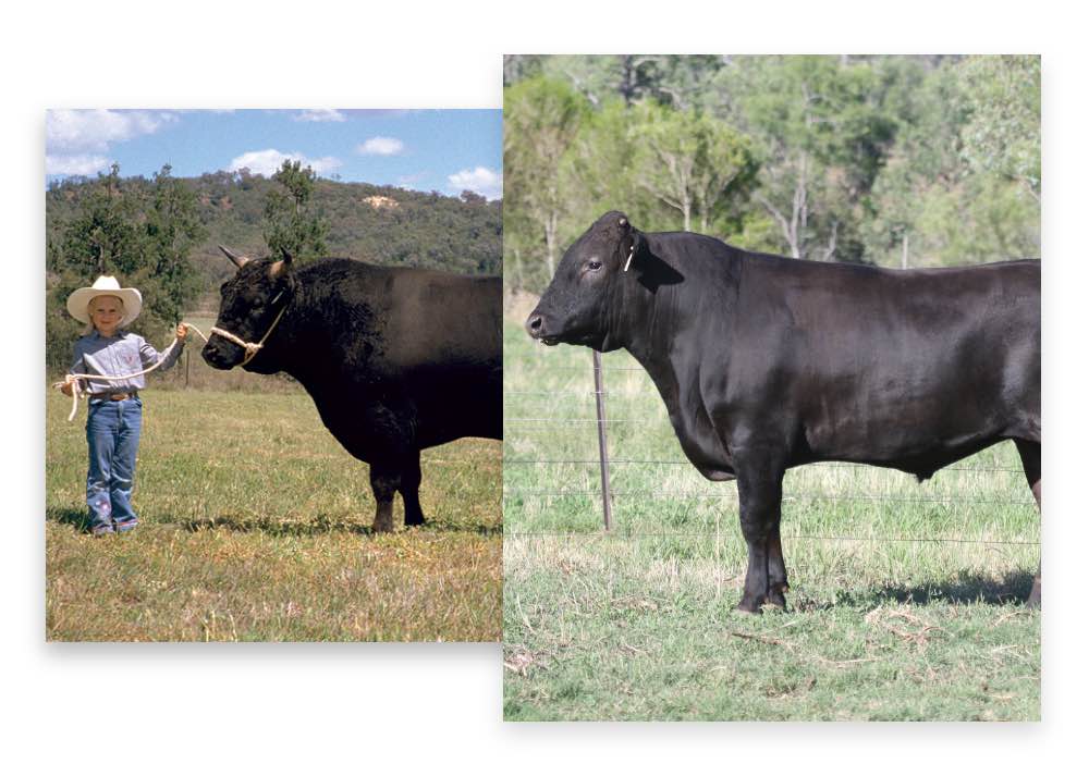 Cattle breeding program